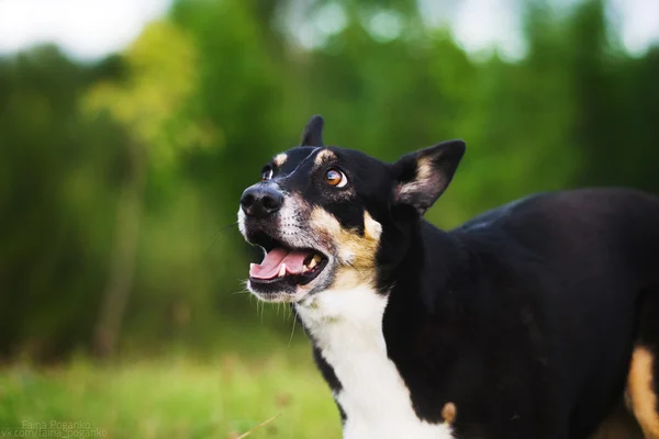 Смішний собака і природа — стокове фото
