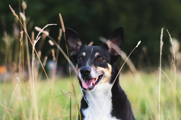 Perro y naturaleza — Foto de Stock