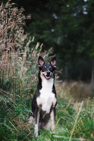 Dog and nature — Stock Photo, Image