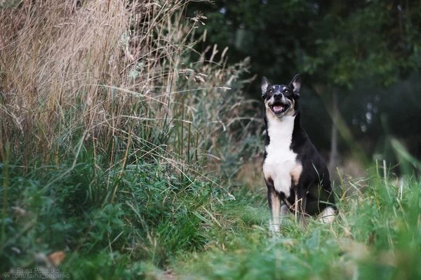 Hund und Natur — Stockfoto