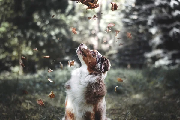 Осінь Австралійська вівчарка з падаючі листя — стокове фото