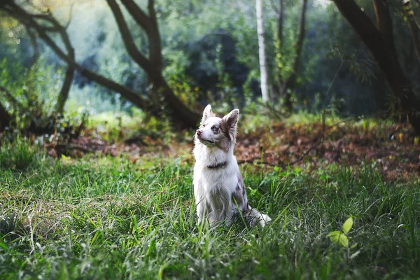 Merle de sable ensoleillé border collie — Photo