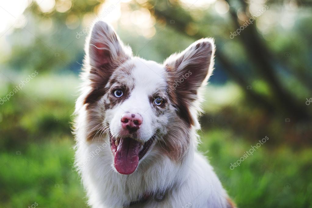 sable merle border collie