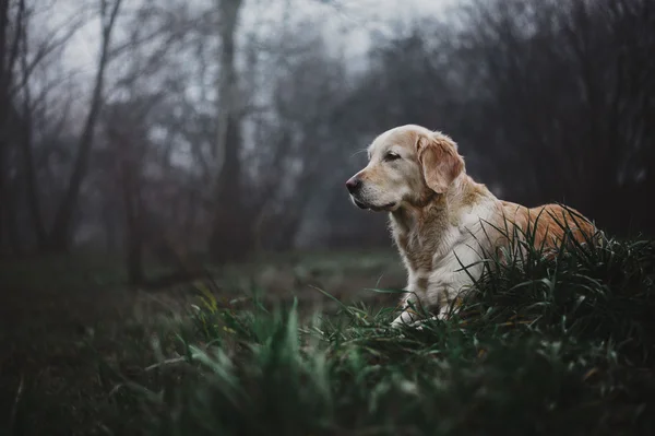 Golden retriever y calmado fondo oscuro — Foto de Stock