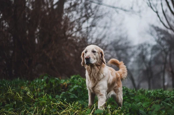 Golden retriever y calmado fondo oscuro —  Fotos de Stock