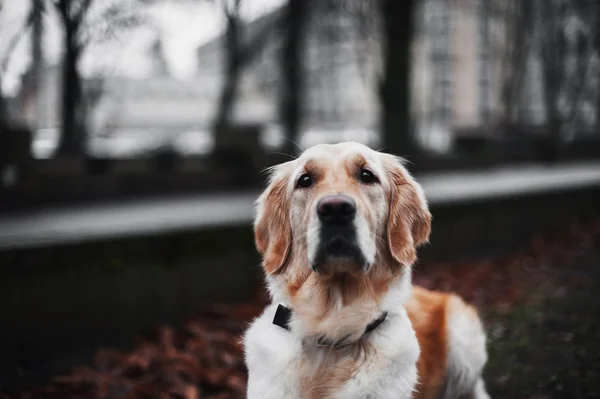 Hösten golden retriever — Stockfoto