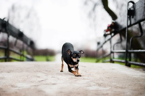 美丽的俄罗斯玩具犬 — 图库照片