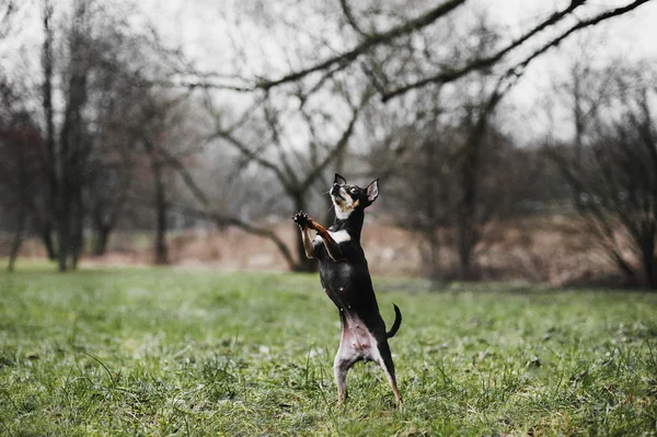 Schöner russischer Toy Terrier — Stockfoto