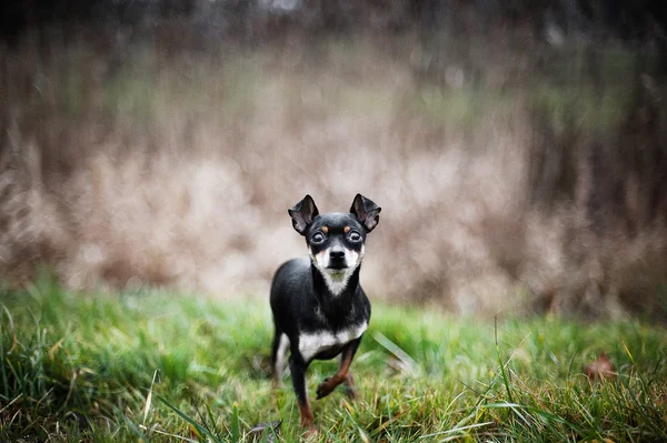 Piękny rosyjski Toy Terrier — Zdjęcie stockowe