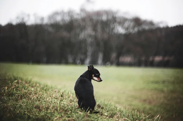 Bellissimo Terrier giocattolo russo — Foto Stock