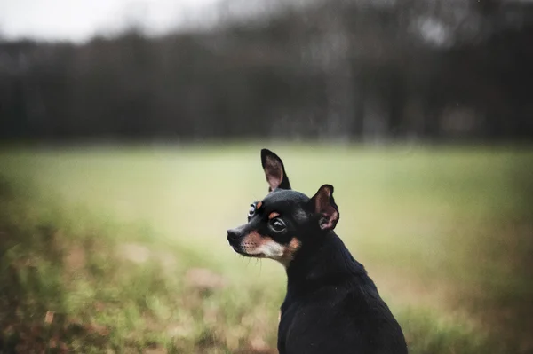 Bellissimo Terrier giocattolo russo — Foto Stock