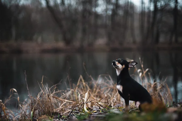 Piękny rosyjski Toy Terrier — Zdjęcie stockowe