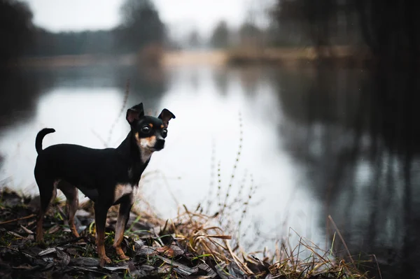 Bellissimo Terrier giocattolo russo — Foto Stock