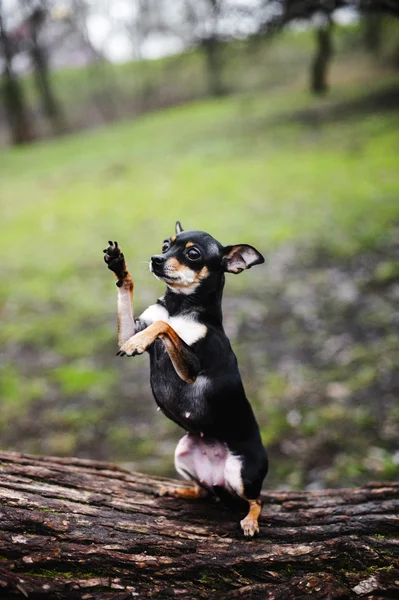 Hermoso juguete ruso Terrier — Foto de Stock