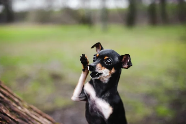 Bellissimo Terrier giocattolo russo — Foto Stock