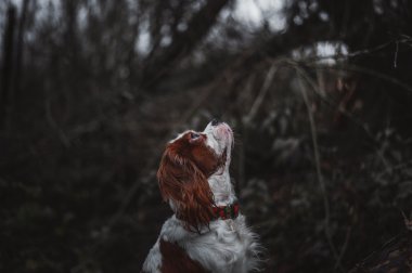 Şövalye Kral Charles Spaniel