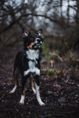 Boder Collie köpek yavrusu