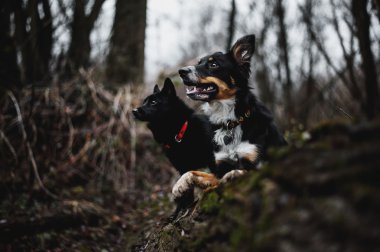 Boder Collie ve Schipperke