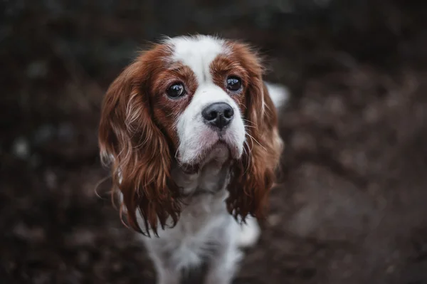 Kavaljeren Kung Charles Spaniel — Stockfoto