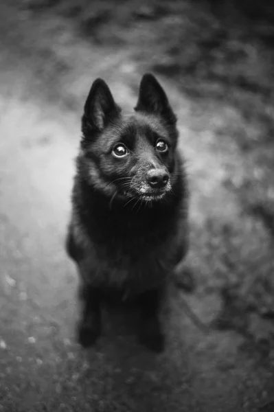 Boder Collie cachorro — Foto de Stock