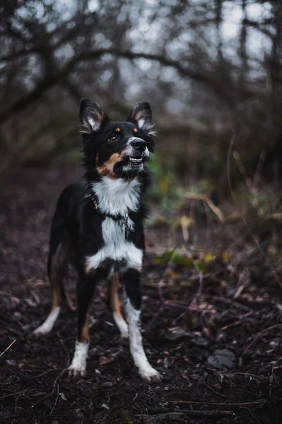 Boder ποιμενικού σκύλου κουτάβι — Φωτογραφία Αρχείου