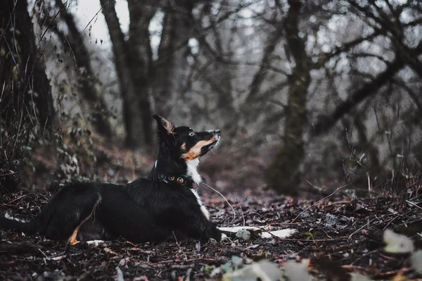 边境牧羊犬小狗 — 图库照片