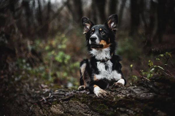 Boder Collie valp — Stockfoto