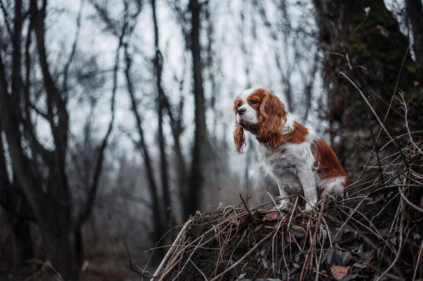 Kavalierkönig Charles Spaniel — Stockfoto