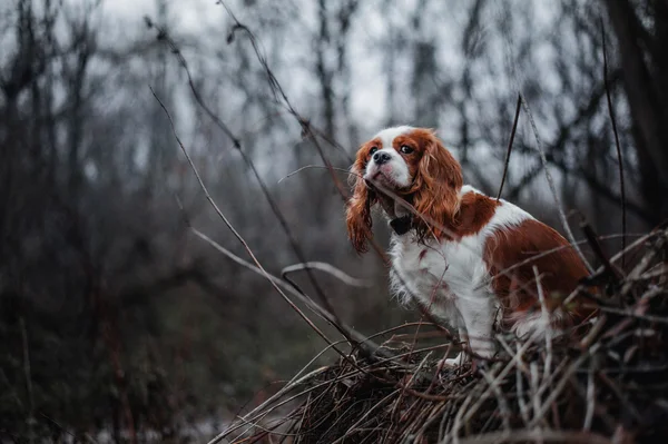 Cavaleiro Rei Charles Spaniel — Fotografia de Stock