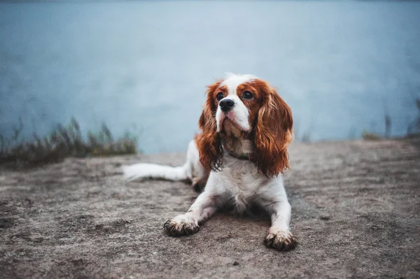 Kavaljeren Kung Charles Spaniel — Stockfoto