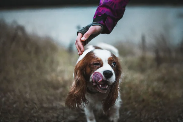 Kavalierkönig Charles Spaniel — Stockfoto