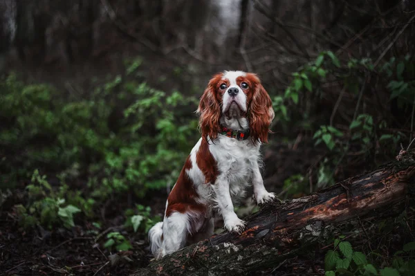 Cavalier king charles spaniel — Stock Image Cavalier king charles spaniel Royalty Free Stock Photos