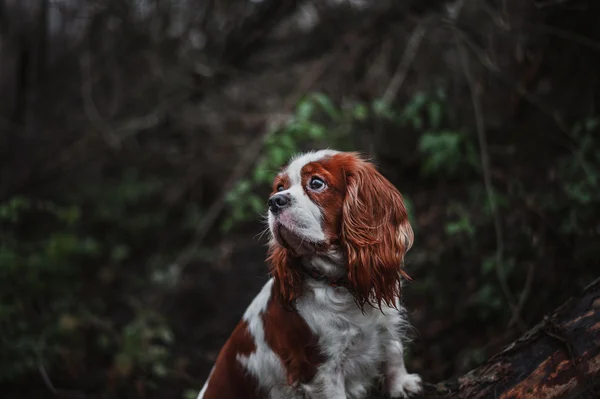 Cavalier king charles spaniel — Stock Image Cavalier king charles spaniel Stock Photo