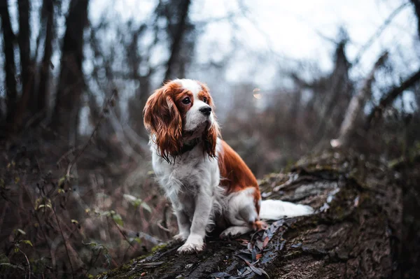 Cavalier king charles spaniel — Stock Image Cavalier king charles spaniel Stock Photo