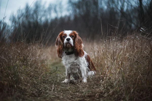 Cavalier king charles spaniel — Stock Image Cavalier king charles spaniel Stock Picture