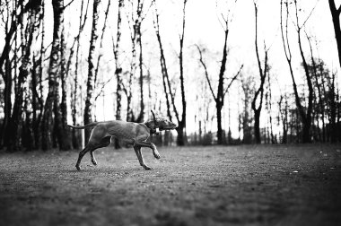 Vizsla köpek (Macar işaretçisi) portre