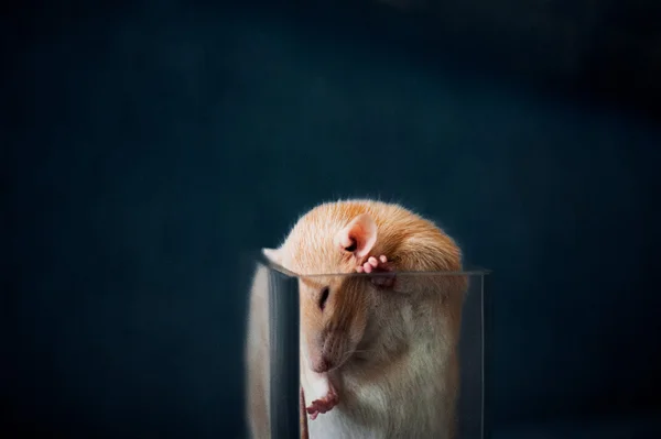 Rat in glass — Stock Photo, Image