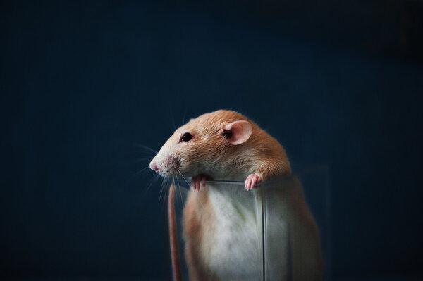 Rat in glass