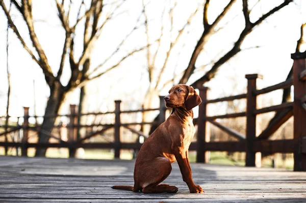 Chien Vizsla (pointeur hongrois) Portrait — Photo