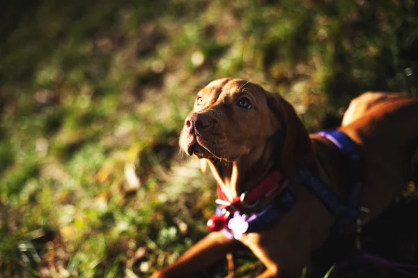 Chien Vizsla (pointeur hongrois) Portrait — Photo