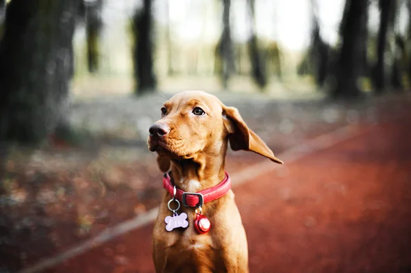 Portrett: Vizsla Dog (ungarsk pekepinn) – stockfoto