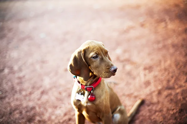 Chien Vizsla (pointeur hongrois) Portrait — Photo