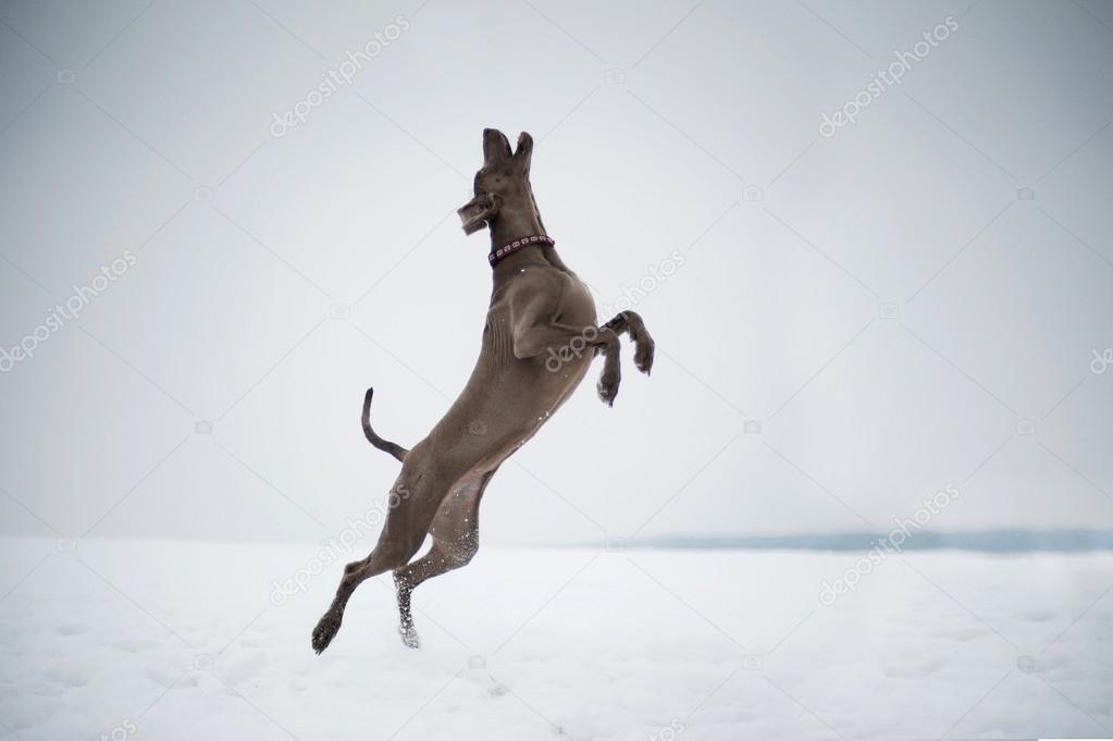 beautiful weimaraner jumps on a white background