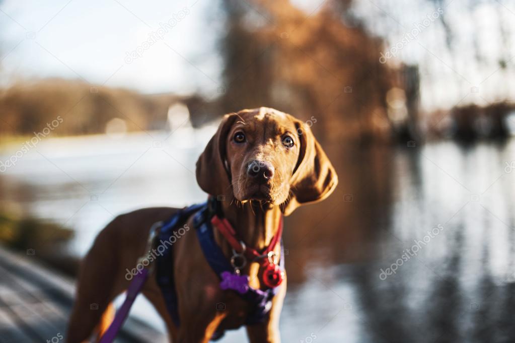 Vizsla Dog (Hungarian Pointer) Portrait — Stock Photo ...