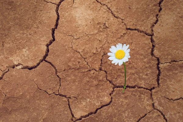 Flor de margarita en el desierto —  Fotos de Stock