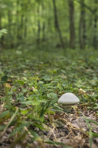 Mushroom in the forest — Stock Photo, Image