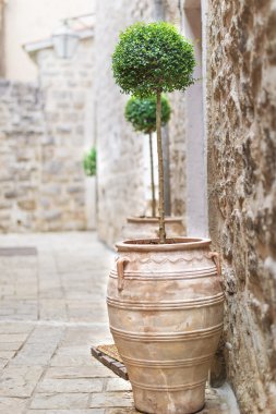 Cam vazo içinde sunulan süs ağacı