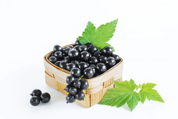 Blackcurrant Stock Snímky