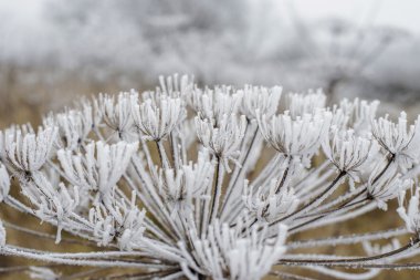 Kurutulmuş tomurcukları Frost ile kaplı