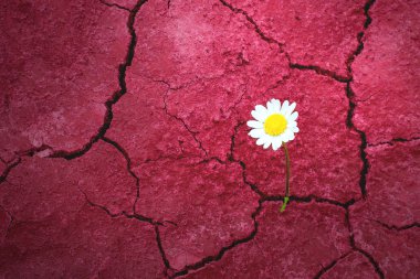 Çölde papatya çiçek